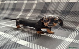 Dachshund dogs for sale: LAST 2 READY NOW Dachshund Puppies (1F, 1M) - Image 17