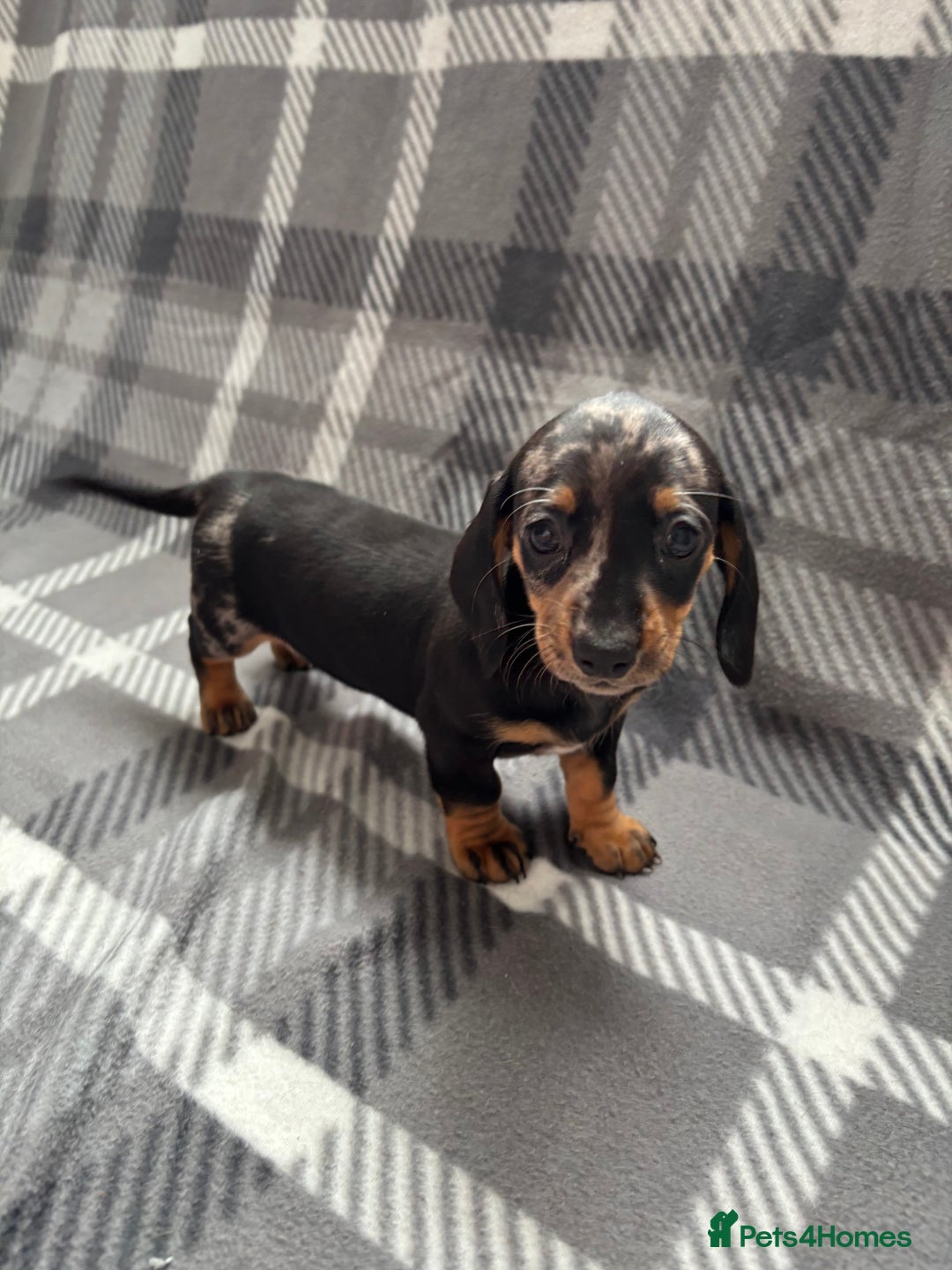 Dachshund dogs for sale: LAST 2 READY NOW Dachshund Puppies (1F, 1M) - Image 17
