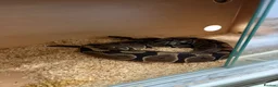 Python Snake reptiles for sale: 2 bull pythons for sale boy and girl - Advert 6