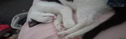 Mixed Breed cats for sale: Kitten needing forever home  in Birmingham - Advert 7