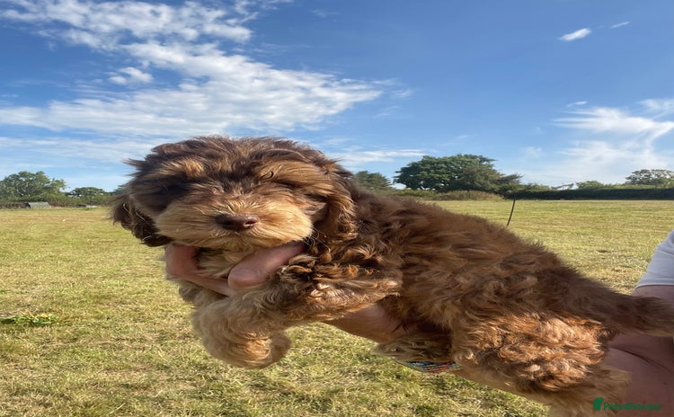 Cockapoo dogs - Advert 1