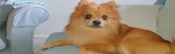 Pomeranian dogs for sale: Stunning pomeranian - Advert 5