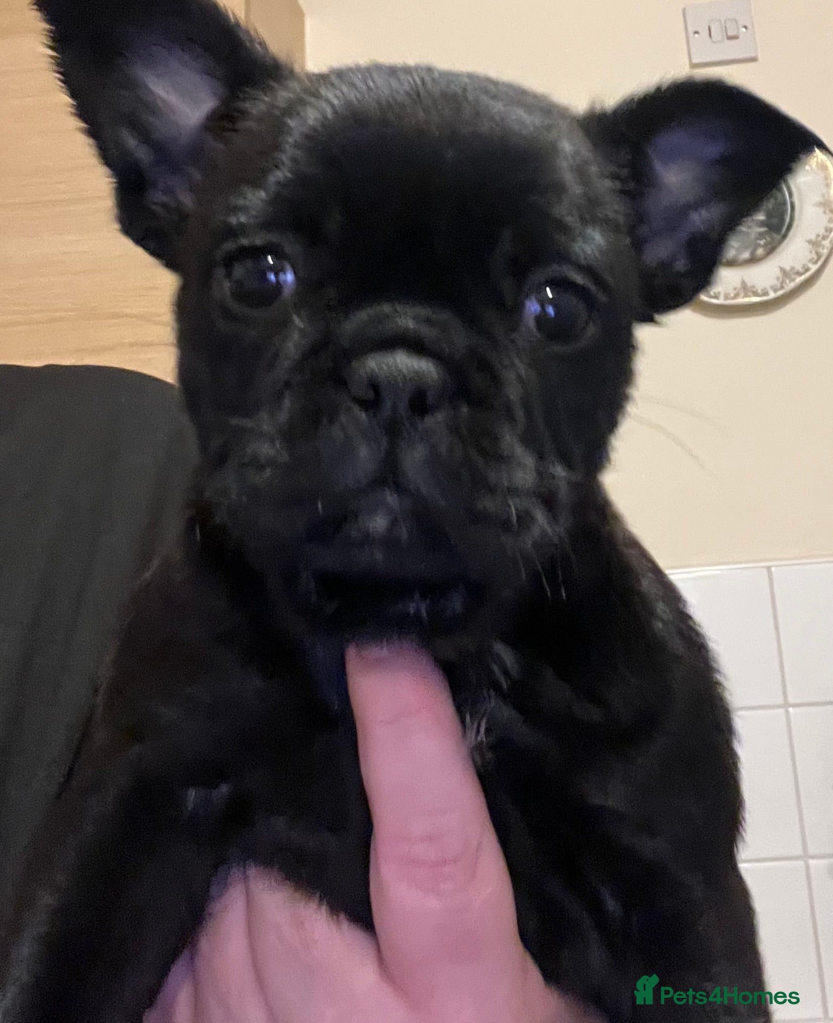 Frug dogs Beautiful frug female  - Advert 3