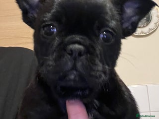 Frug dogs Beautiful frug female - Advert 3