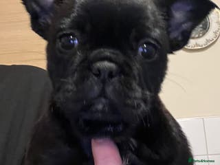 Frug dogs Beautiful frug female - Advert 3