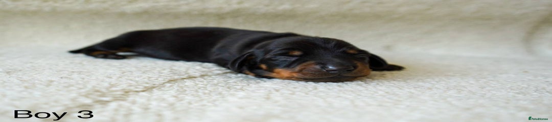 Miniature Dachshund Puppy 3