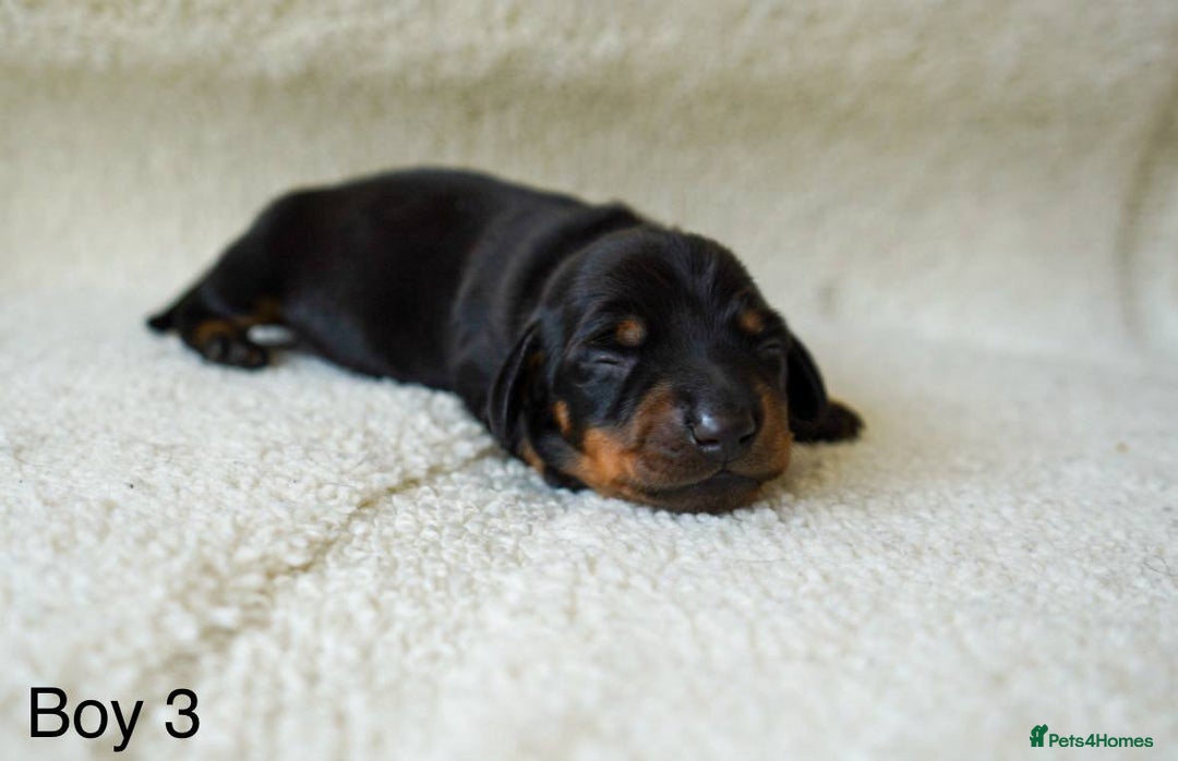Miniature Dachshund dogs for sale: Miniature Smooth-Haired Dachshunds  - Image 4
