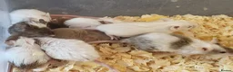Mouse rodents for sale: Selection of Fancy mice - Advert 7