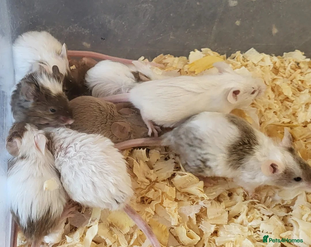 Mouse rodents for sale: Selection of Fancy mice - Advert 7