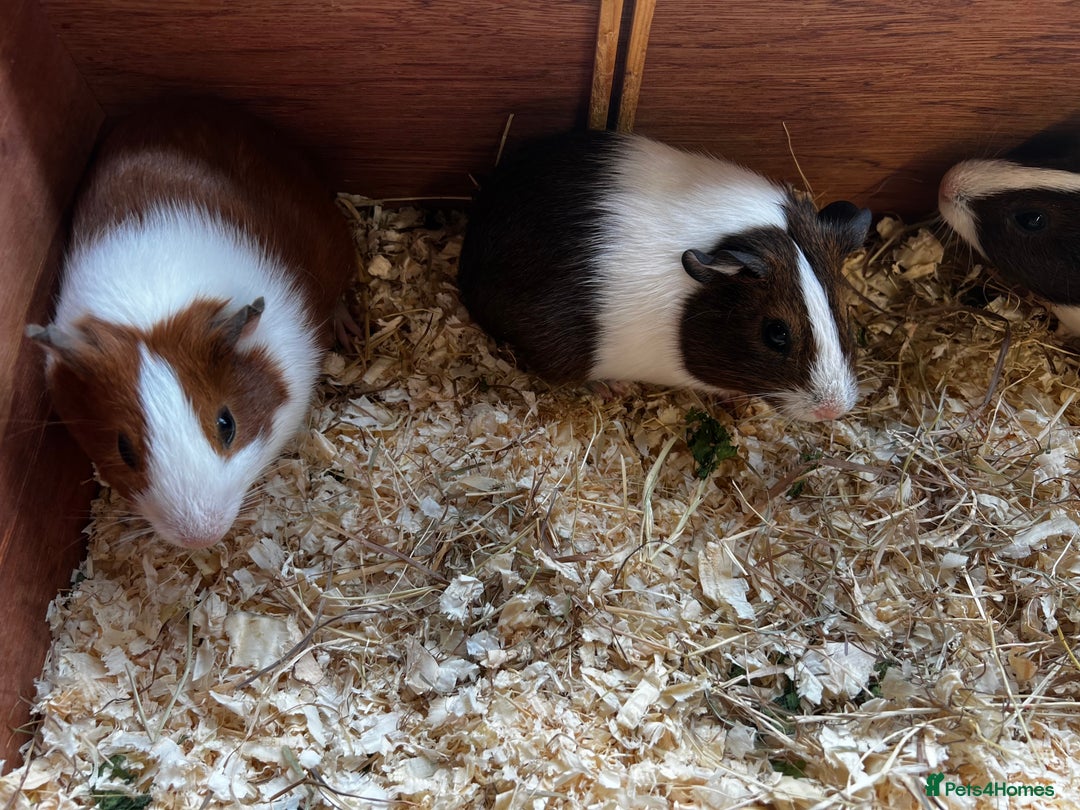 Guinea Pig rodents for sale: Dutch Sows/girls - Image 17