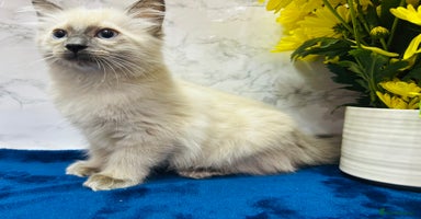 Ragdoll cats TICA Registered Magnificent Ragdoll kittens  - Advert 3