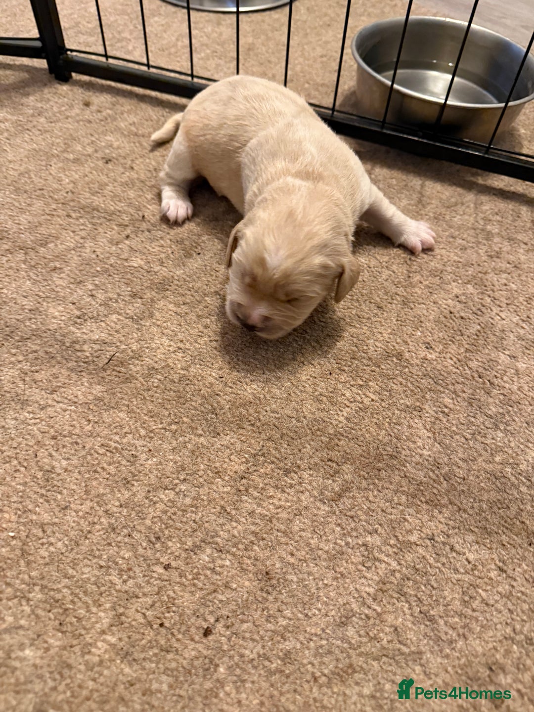 Cockerdor dogs for sale: Cocker spaniel/ Labrador puppies  - Advert 12