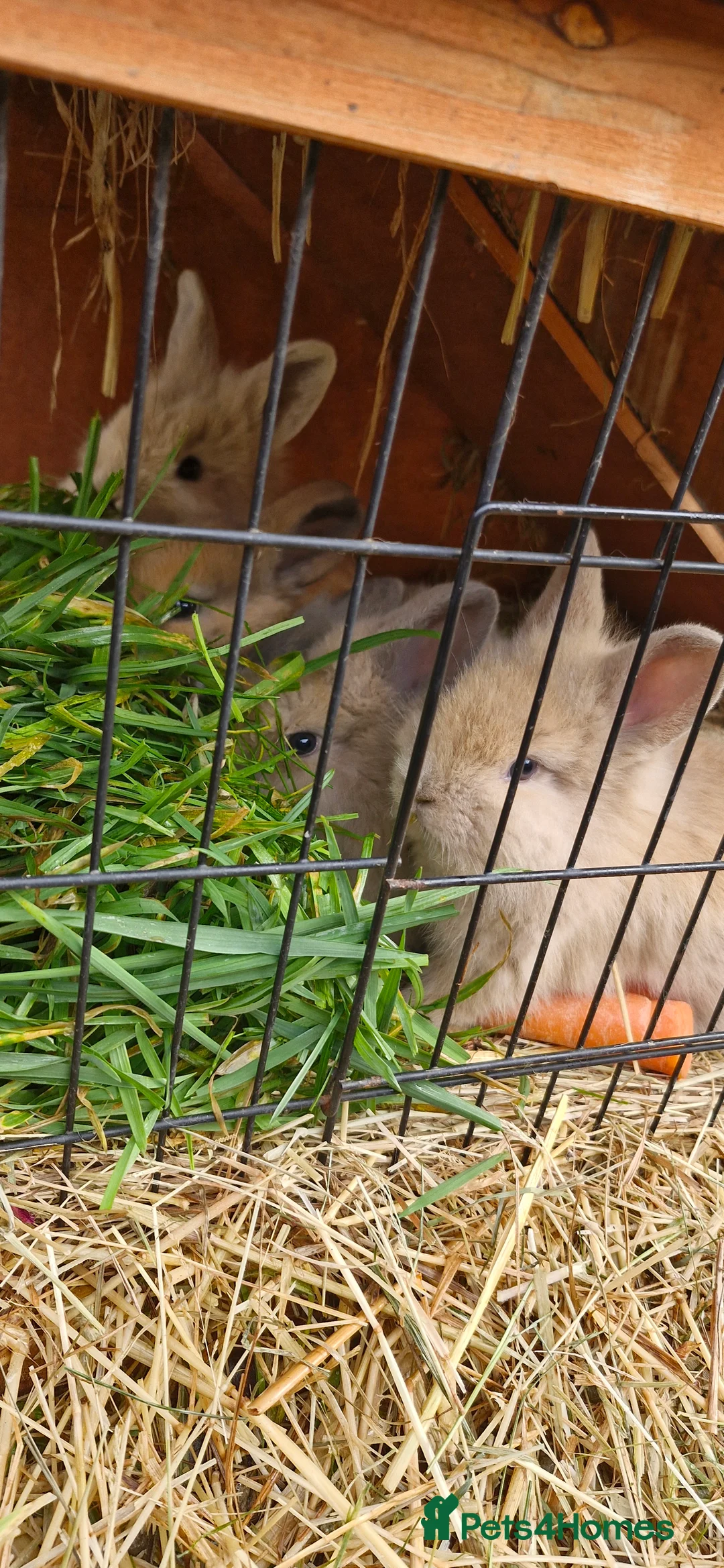 Mini Lion Lop rabbits for sale: Baby mini lop and lionhead - Advert 3