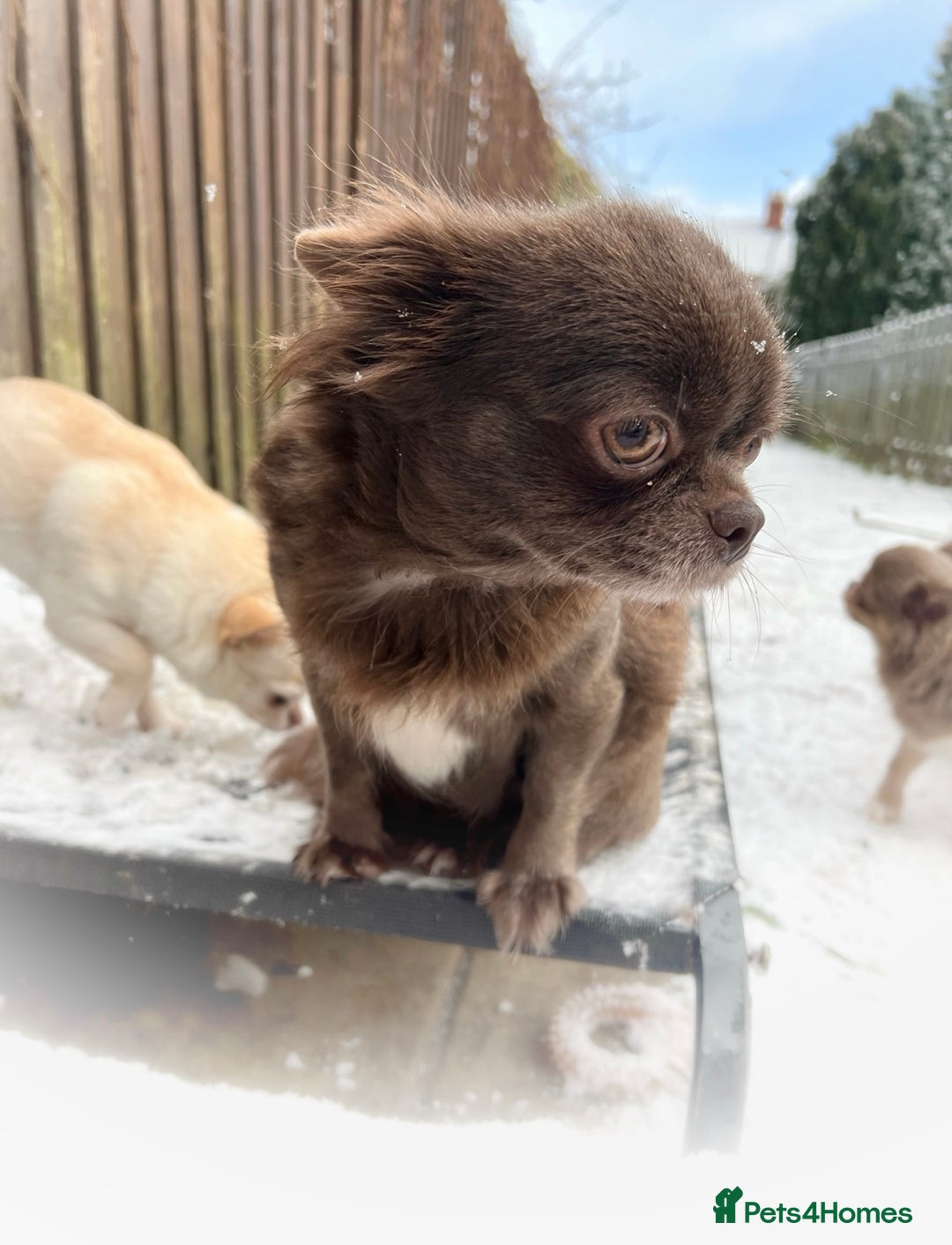 Chihuahua dogs for sale: Kc reg chocolate and lilac LC quality puppies - Advert 2