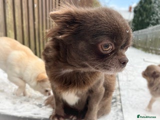 Chihuahua dogs Kc reg chocolate and lilac LC quality puppies - Advert 6
