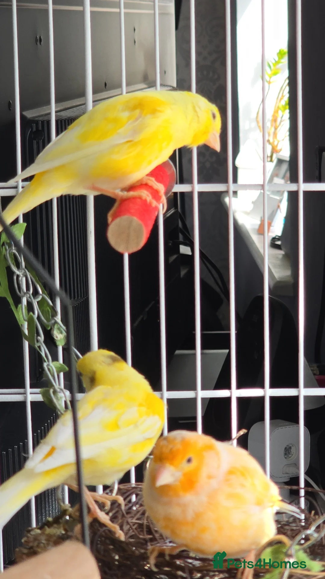 Canaries birds for sale: Canary  - Advert 5