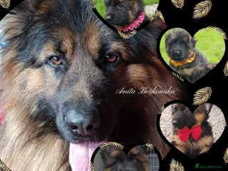 German Shepherd dogs in Hull - Advert 12