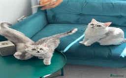 British Shorthair cats for sale: 😻Beautiful BSH Active GCF Kittens🌈 Ready Now! - Image 22
