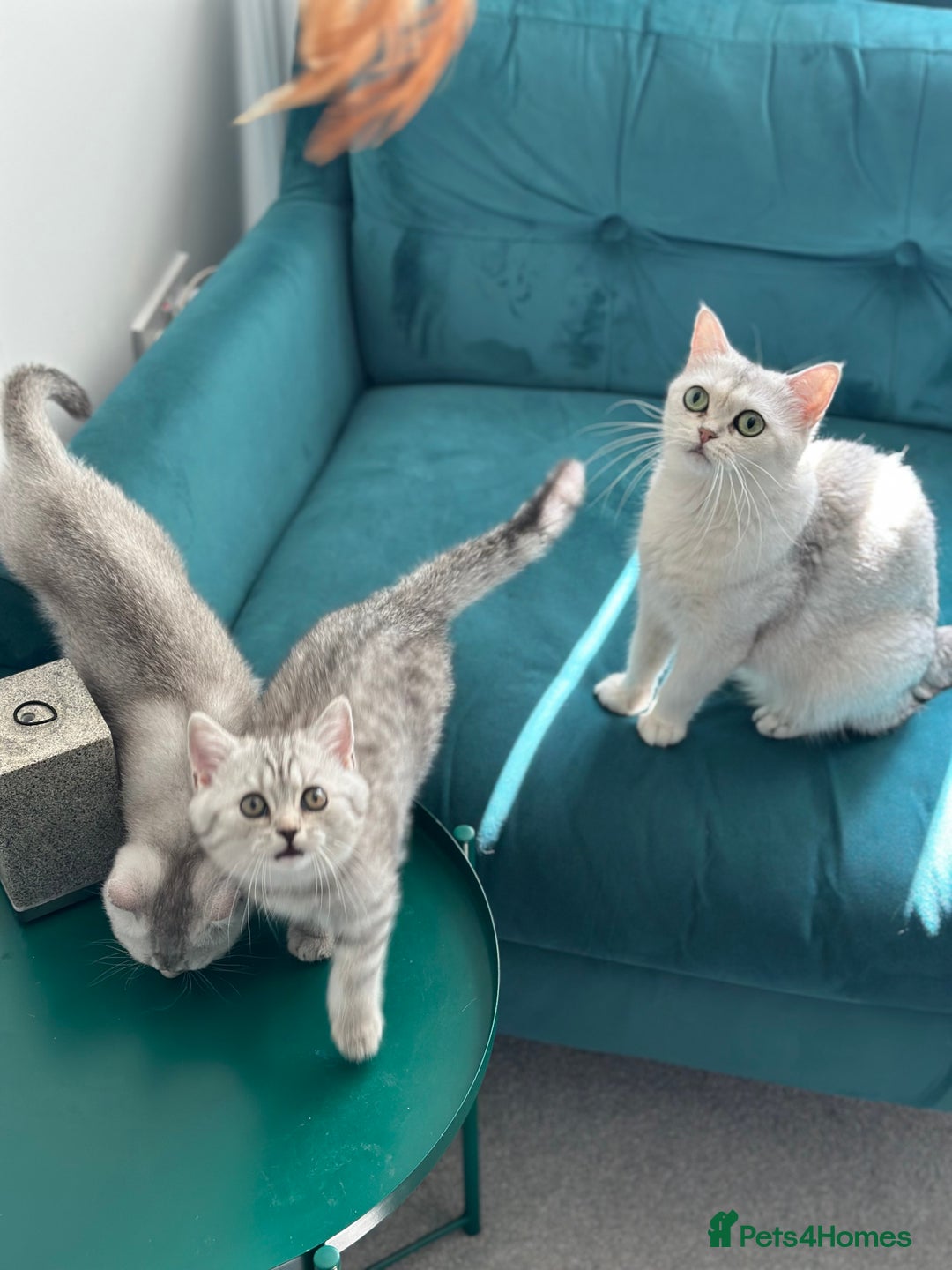 British Shorthair cats for sale: 😻Beautiful BSH Active GCF Kittens🌈 Ready Now! - Image 22