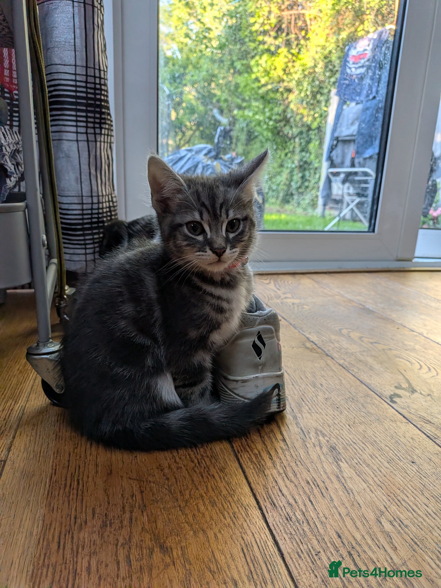 Mixed Breed cats Charlie - Advert 1