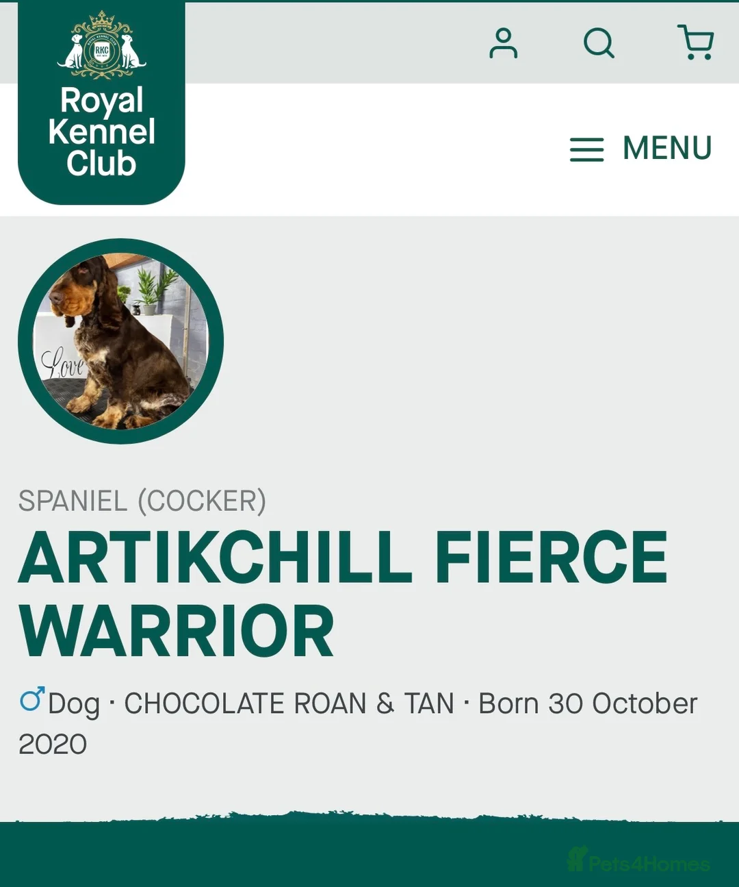 Cocker Spaniel dogs for stud: Striking choc roan & Tan for Stud  - Advert 2