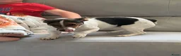 Jack Russell dogs for sale: Beautiful miniature jack Russel girl   - Advert 3