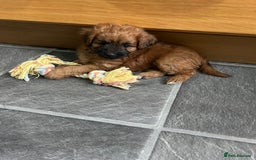 Mixed Breed dogs for sale: Beautiful cavapoopoms looking for forever homes  - Image 13