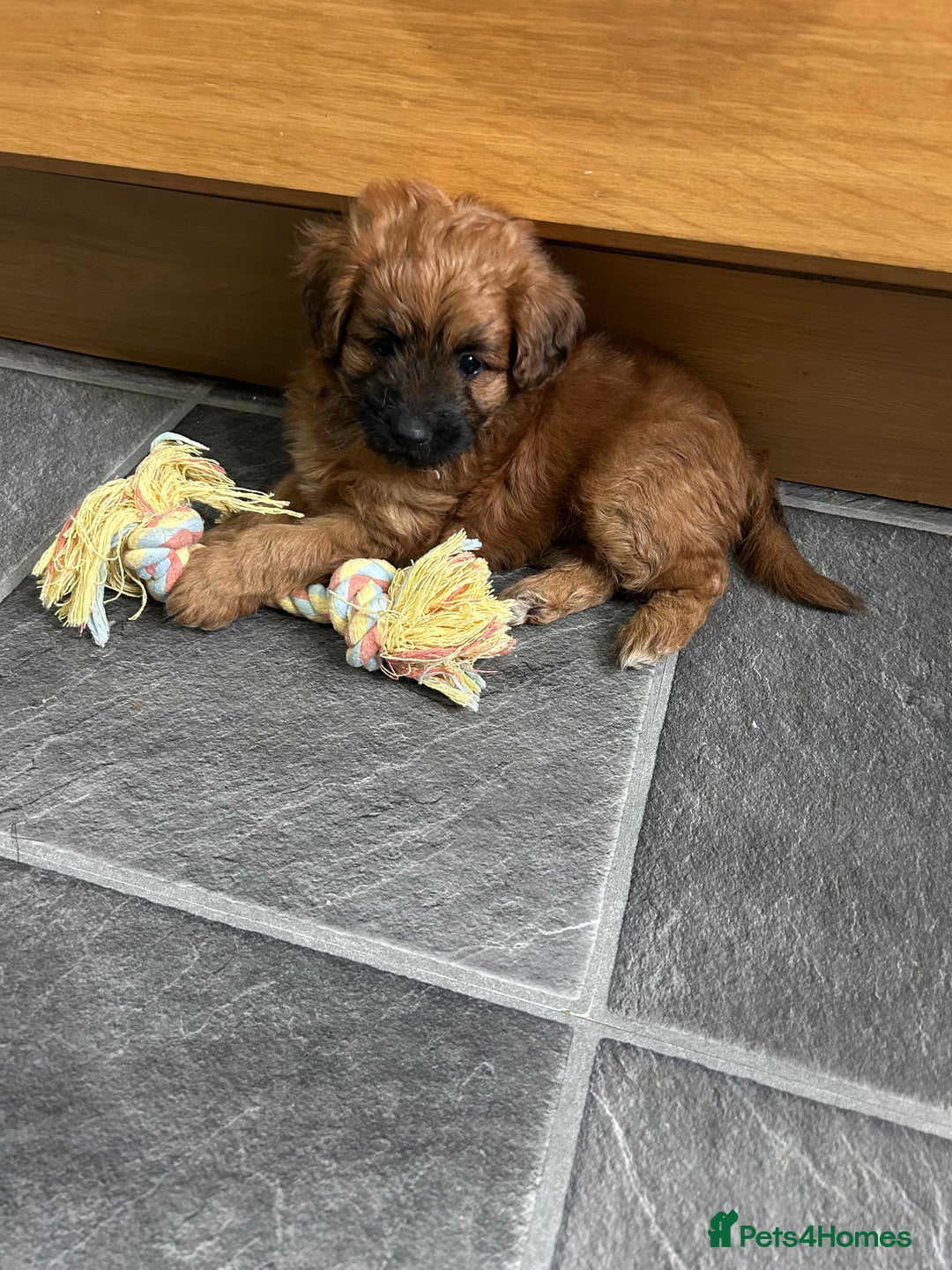 Mixed Breed dogs for sale: Beautiful cavapoopoms looking for forever homes  - Image 13