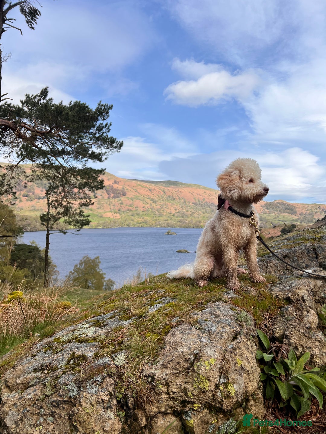 Toy Poodle dogs for stud: Beautiful Poodle for Stud 🤍 - Image 12