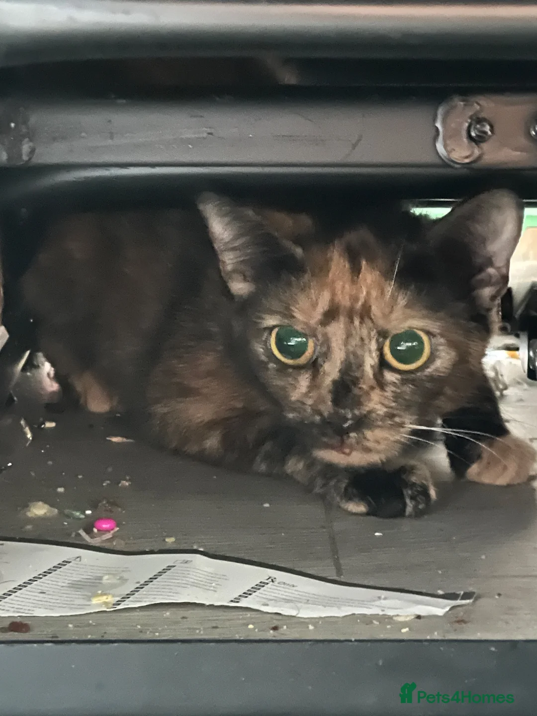 Mixed Breed cats for sale: Torti cat in Southampton - Advert 2