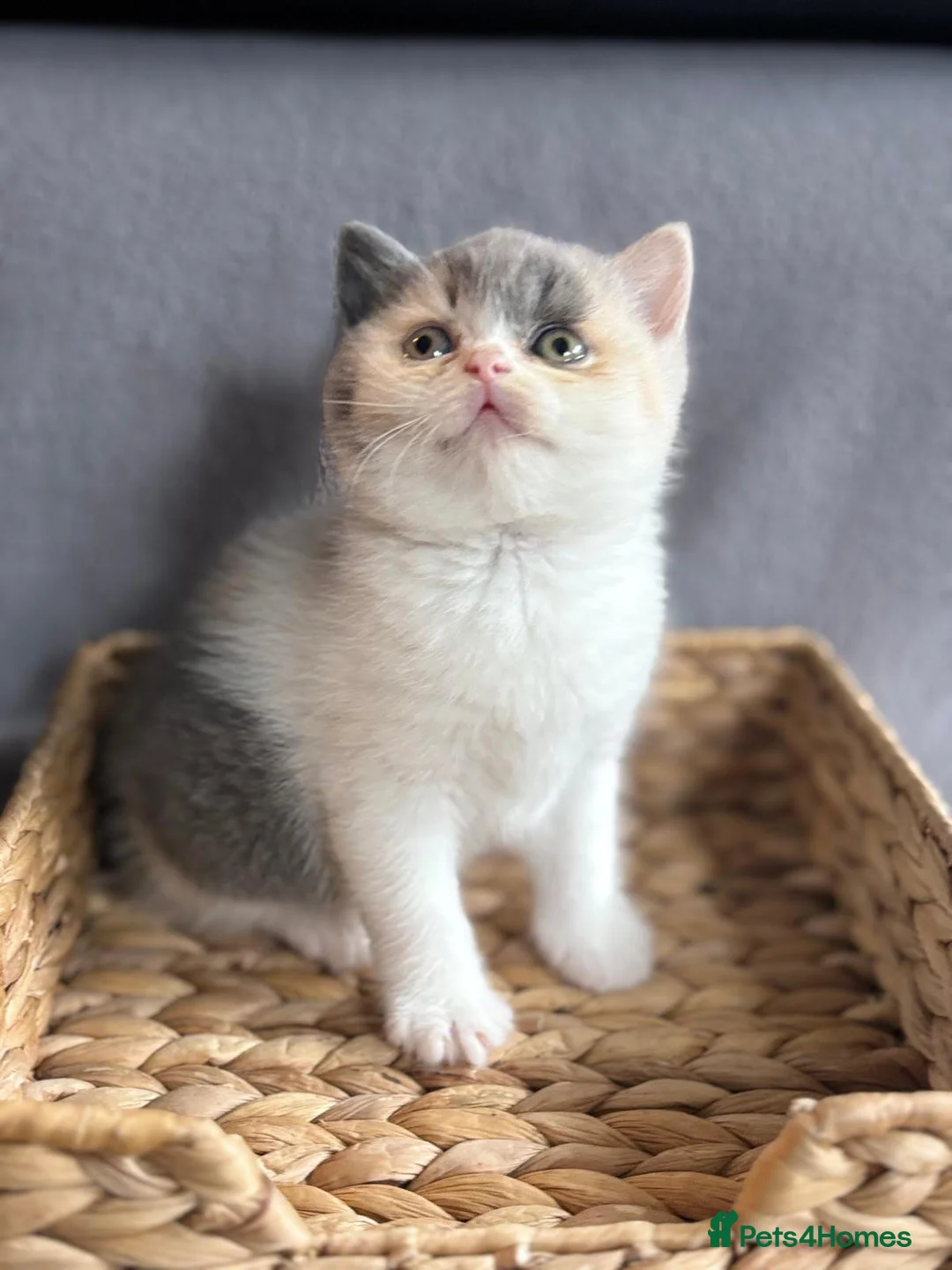 British Shorthair cats for sale: GCCF Brit longhair boy left Kitten ready to leave  - Advert 7