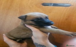 Belgian Shepherd Dog dogs for sale: Belgium Malinos shepard puppys - Image 12