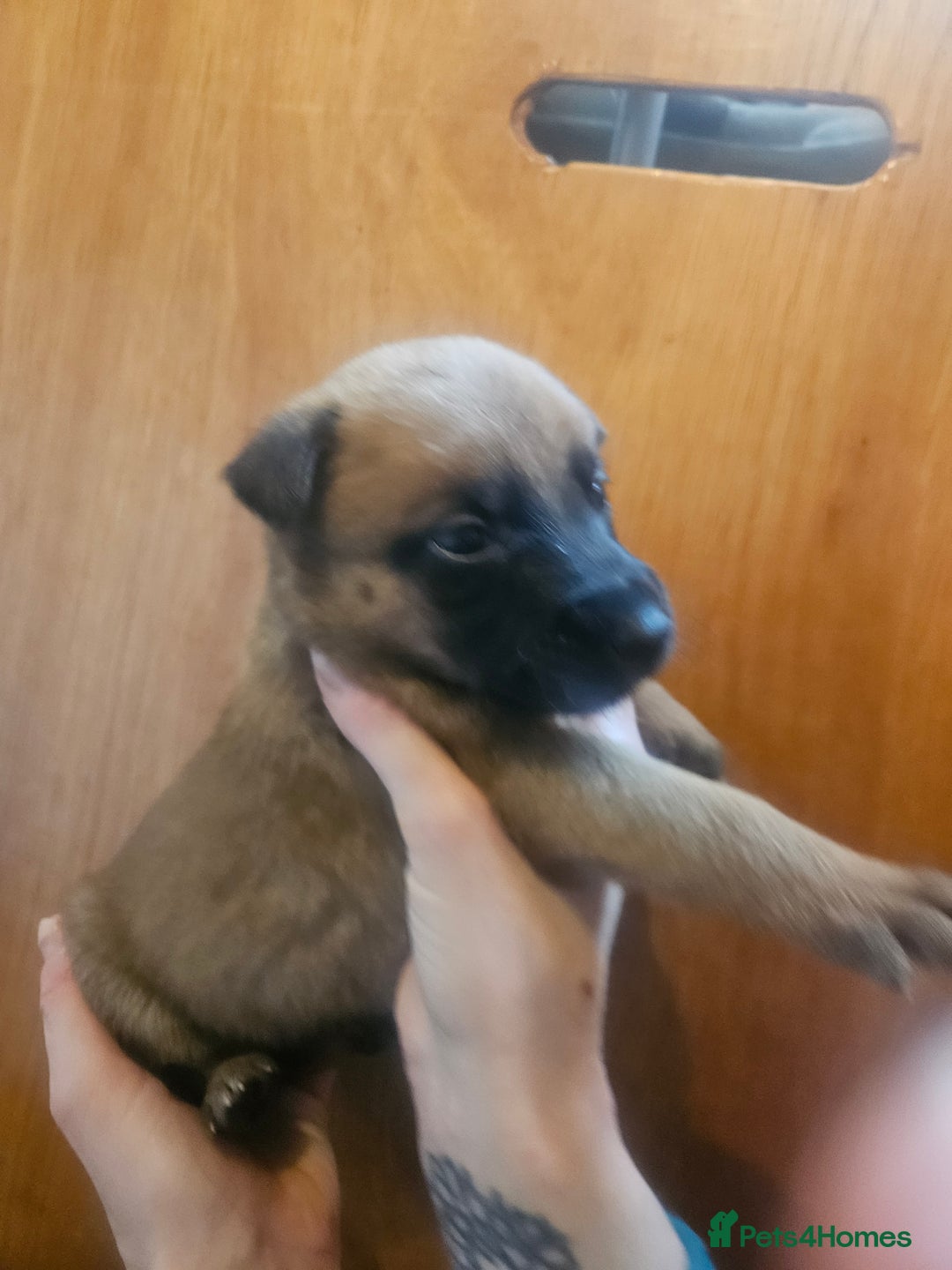 Belgian Shepherd Dog dogs for sale: Belgium Malinos shepard puppys - Image 12