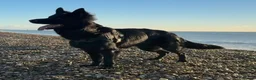 German Shepherd dogs for stud: KC Registered Exceptional Black German Shepherd - Advert 1