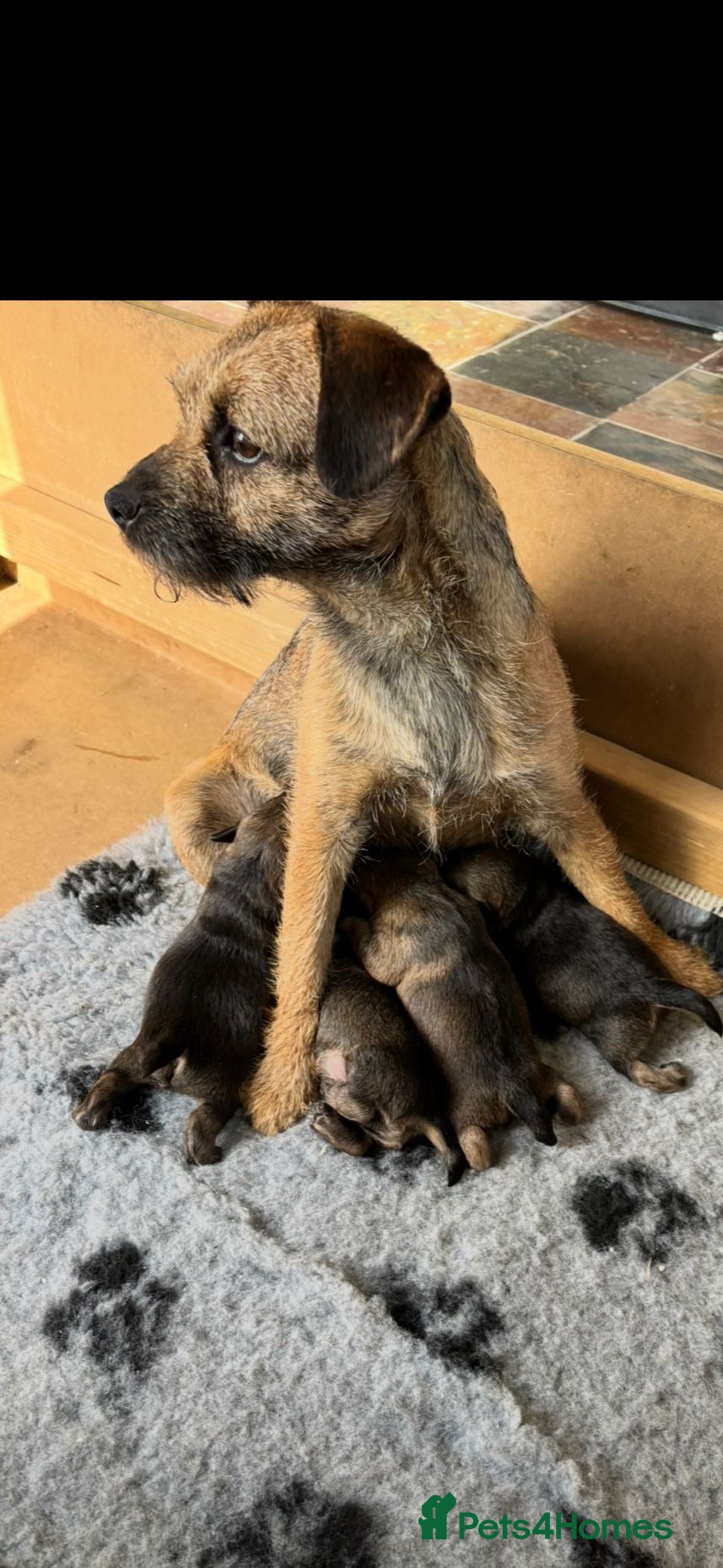 Border Terrier dogs for sale: Border terrier puppies  - Advert 1