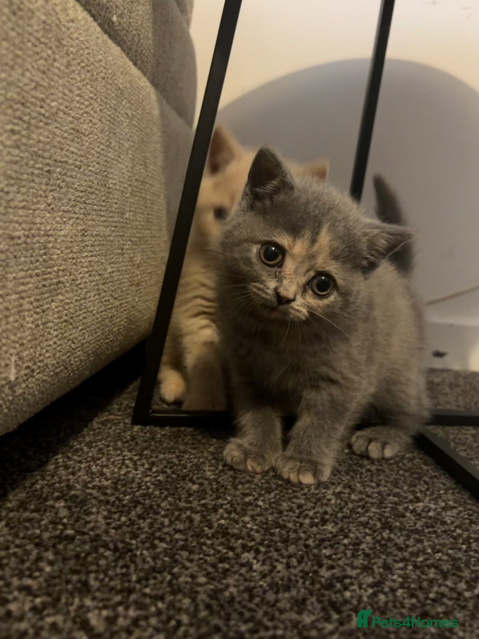 British Shorthair cats British shorthair kittens.  - Advert 4