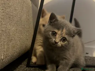British Shorthair cats British shorthair kittens. - Advert 4