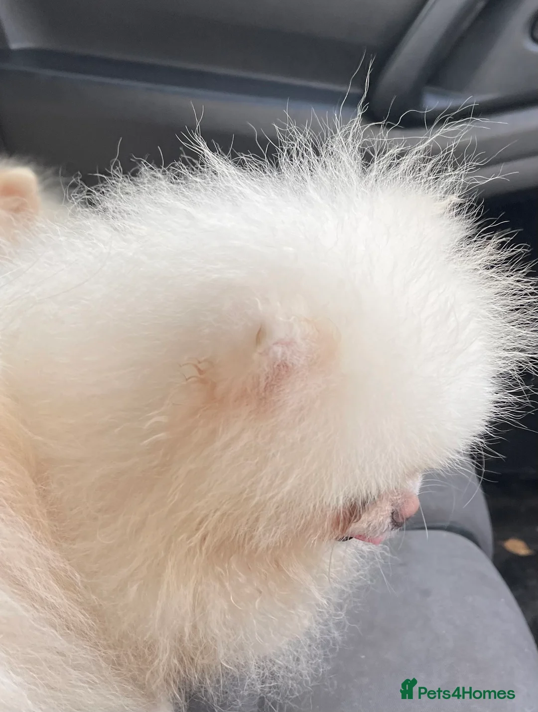 Pomeranian dogs for stud: Biggest Quality Pom StudTeam In uk  in Pontefract - Advert 27