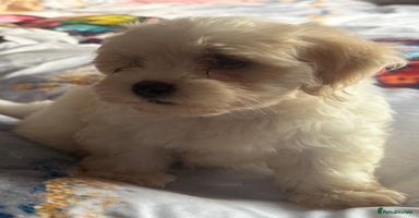 Maltipoo dogs - Advert 1