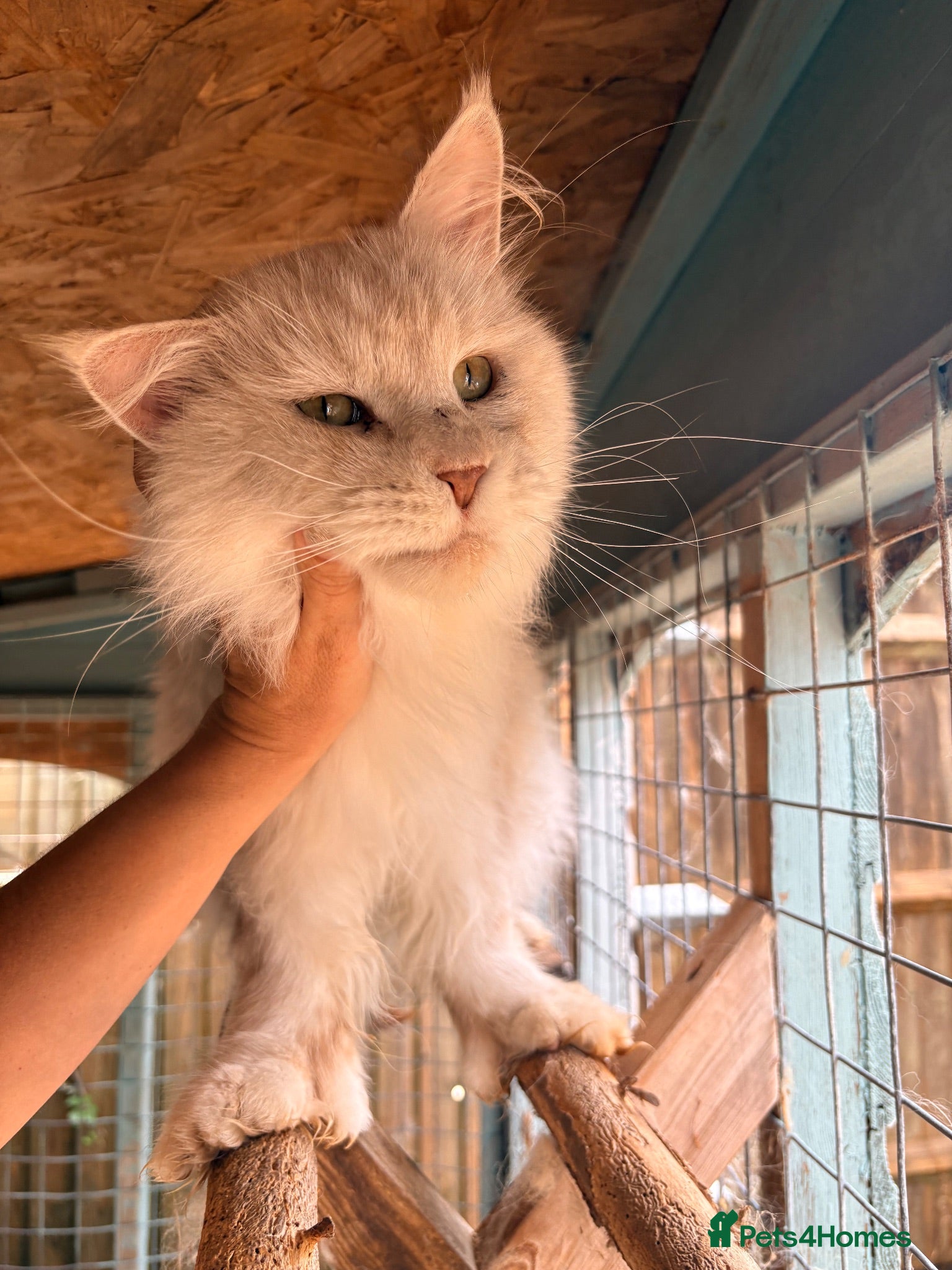 Maine Coon cats Polydactyl mainecoon stud services - Advert 17