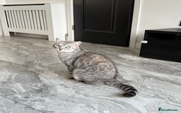 Bengal cats for sale: Silver Bengal Needs Rehoming  - Image 1