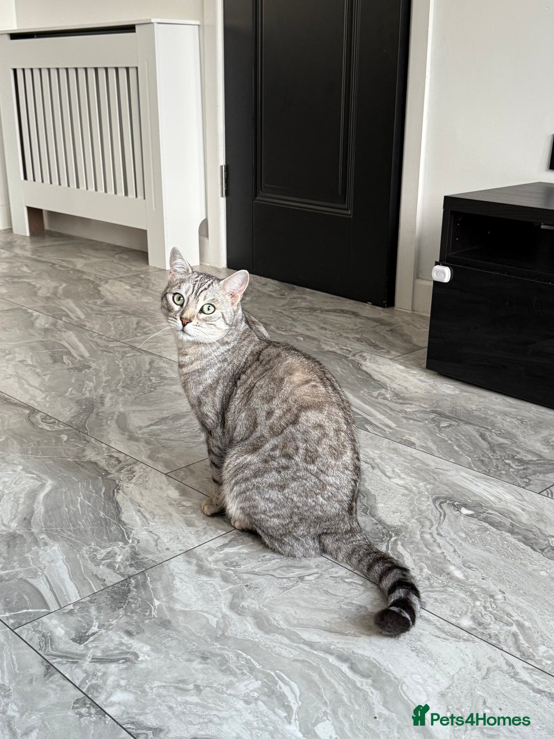 Bengal cats for sale: Silver Bengal Needs Rehoming  - Image 1