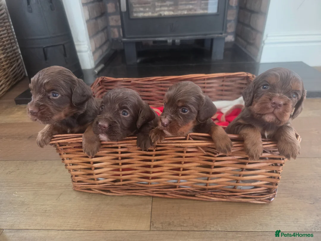 Cocker Spaniel dogs for sale: 🤎 KC Reg Working Cocker Spaniel puppies 🤎 - Advert 2