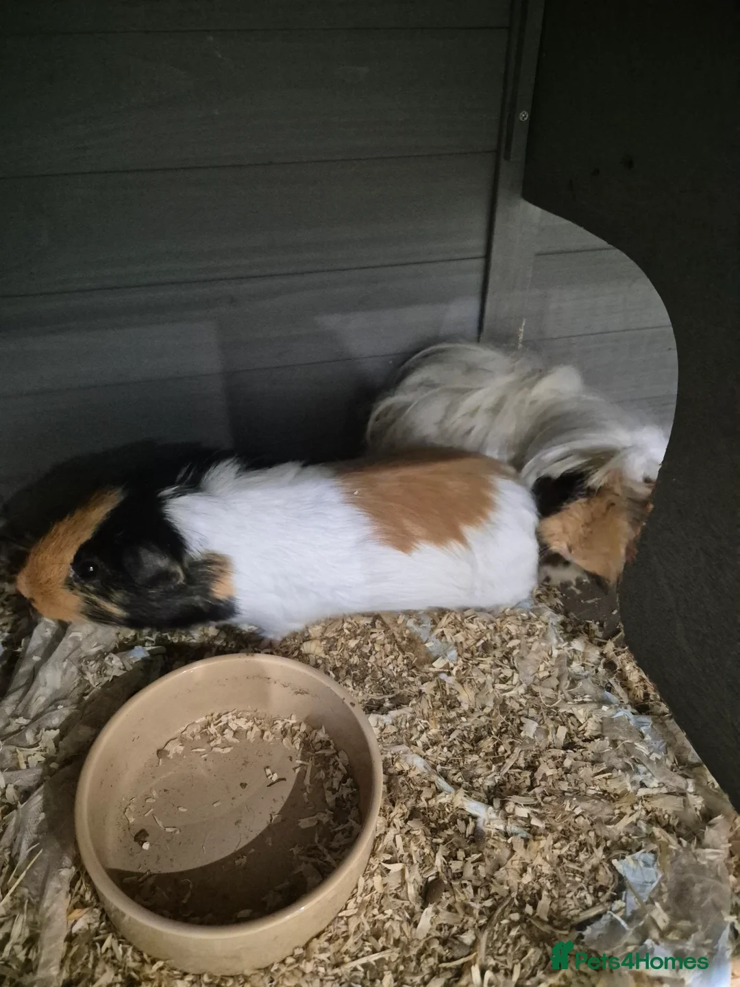 Guinea Pig rodents for sale: 2 male guinea pigs - Advert 3