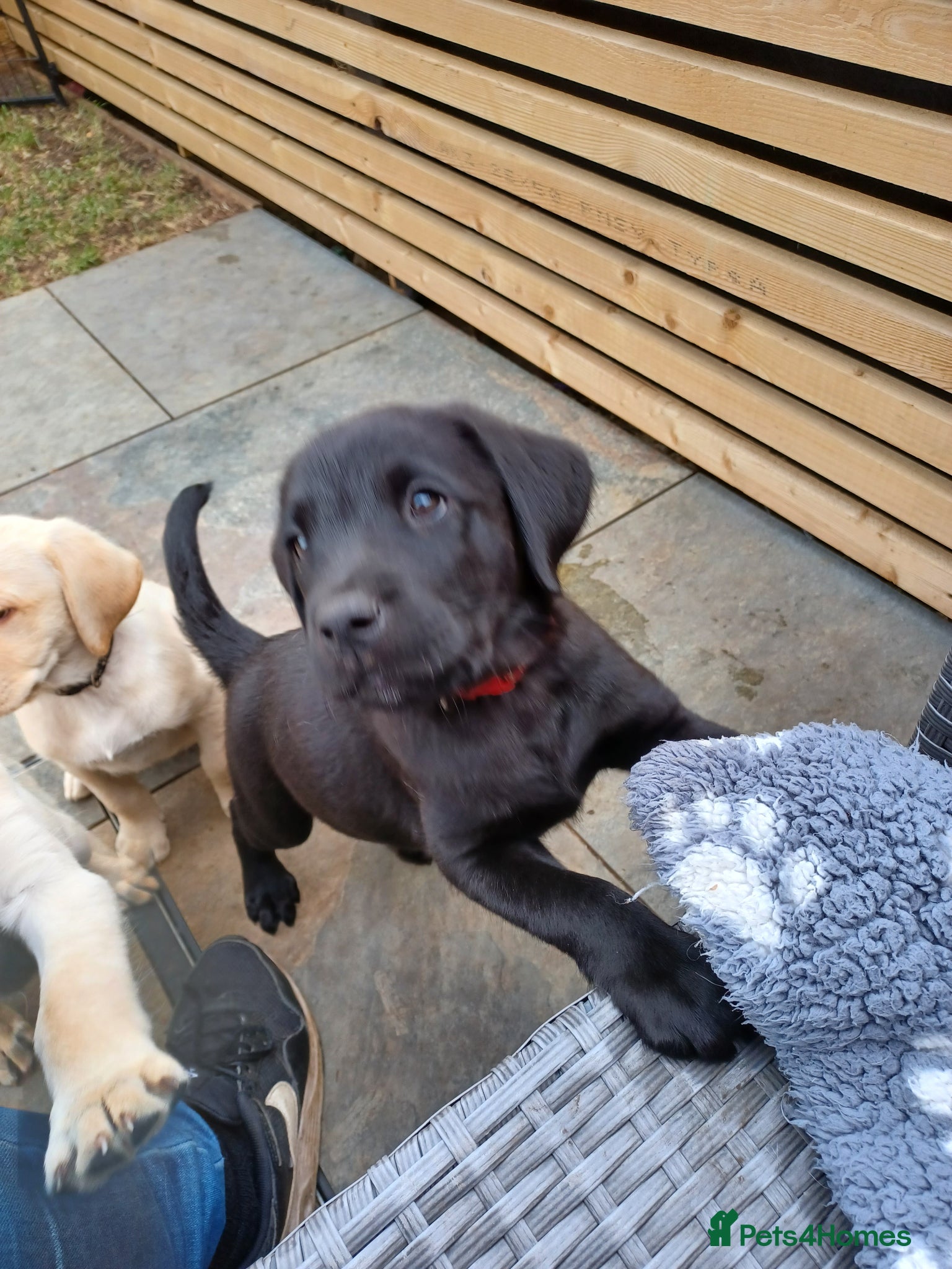 Labrador Retriever Puppy 6 red ♥️ 