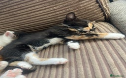 Mixed Breed cats for sale: Kitten’s for sale - Image 3