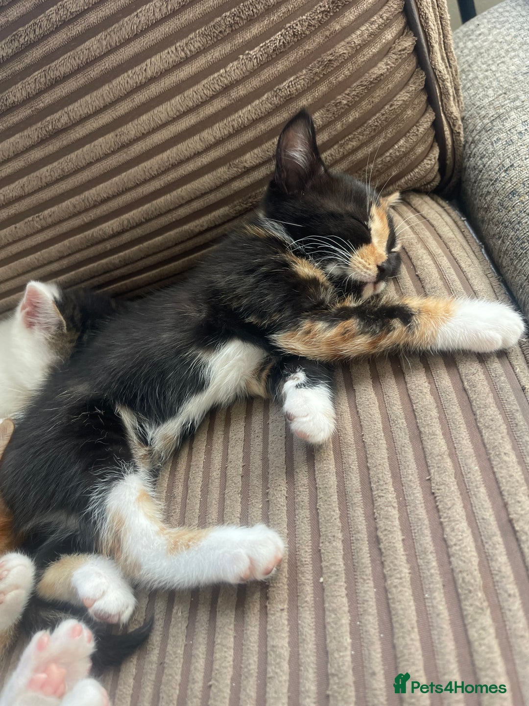 Mixed Breed cats for sale: Kitten’s for sale - Image 3