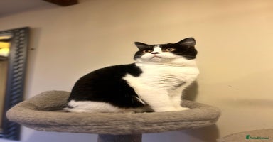 British Shorthair cats - Advert 9