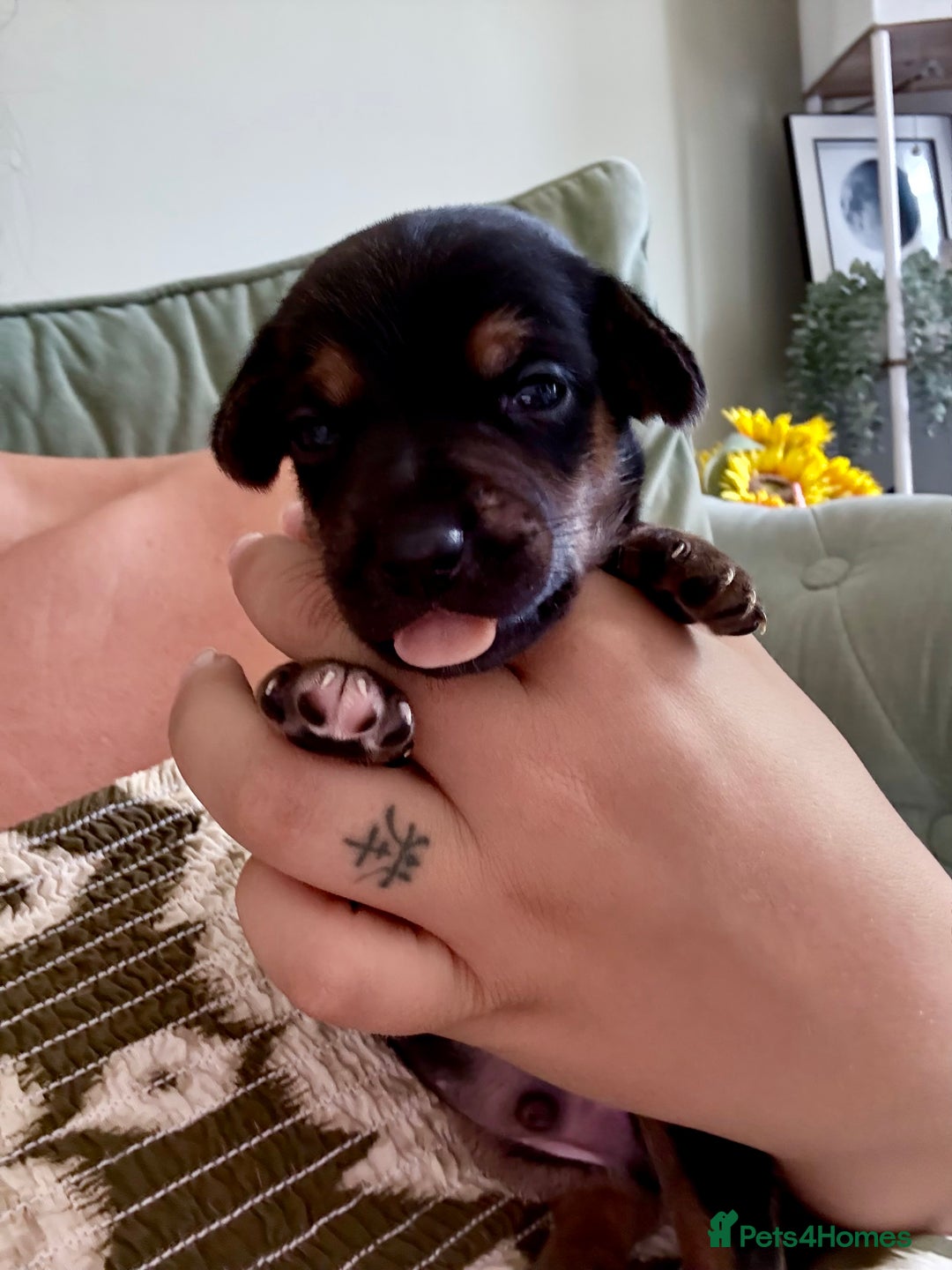 Mixed Breed dogs for sale: 🐾🤎 Adorable Dachshund Cross Puppies  - Image 17