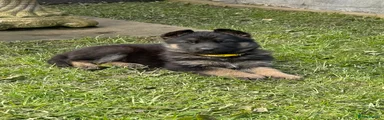 Yellow German Shepherd Puppy 2